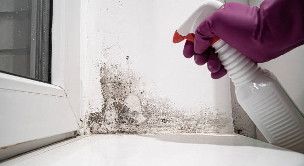 Best Water damage cleanup near me  in Rustburg, VA